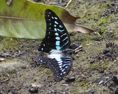 Graphium meyeri