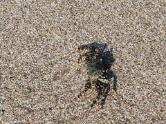 Grapsus