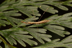 Ploiaria antipodum