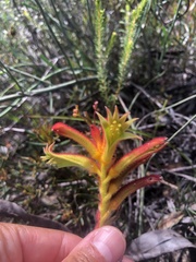Anigozanthos humilis