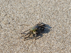 Grapsus