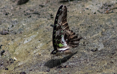 Graphium agamemnon