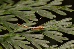 Ploiaria antipodum