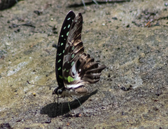 Graphium agamemnon