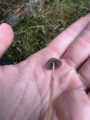 Psilocybe semilanceata