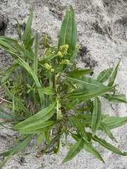 Rumex transitorius
