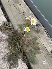 Tripleurospermum