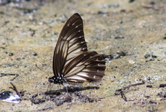 Graphium encelades