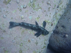 Aplodactylus lophodon