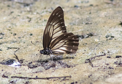 Graphium encelades