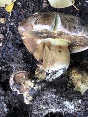 Caloboletus radicans