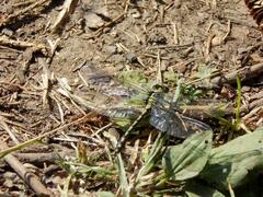 Ophiogomphus cecilia