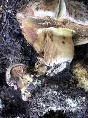 Caloboletus radicans