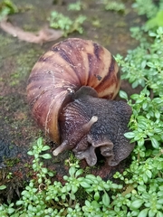 Lissachatina fulica