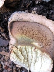 Caloboletus radicans