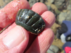 Chiton glaucus
