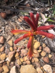 Anigozanthos humilis