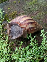 Lissachatina fulica