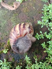 Lissachatina fulica
