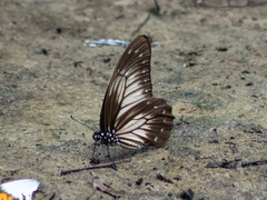 Graphium encelades