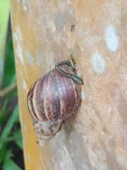Lissachatina fulica