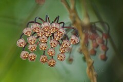 Hoya