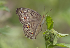 Junonia atlites