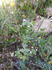 Parentucellia latifolia
