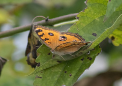Junonia almana