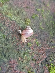 Bradybaena similaris
