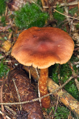 Cortinarius rubellus
