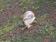 Bradybaena similaris