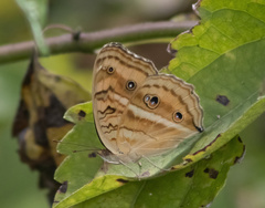Junonia almana