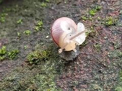 Bradybaena similaris