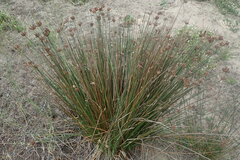 Hellmuthia membranacea