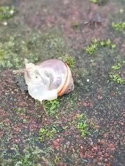 Bradybaena similaris