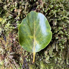 Griselinia littoralis