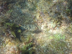 Tetractenos glaber