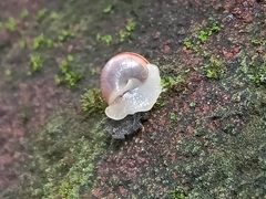 Bradybaena similaris