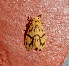 Miltochrista terminospota