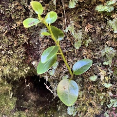 Griselinia littoralis