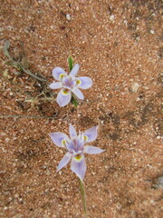 Moraea setifolia