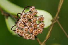 Hoya