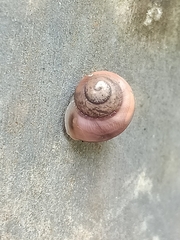 Bradybaena similaris