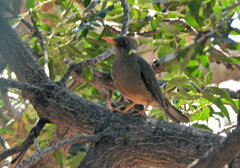 Turdus smithi