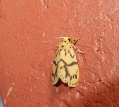 Miltochrista terminospota