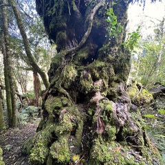 Griselinia littoralis