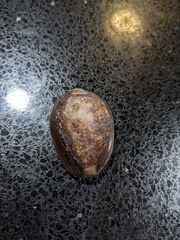 Monetaria caputserpentis