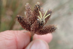 Hellmuthia membranacea