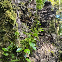 Griselinia littoralis